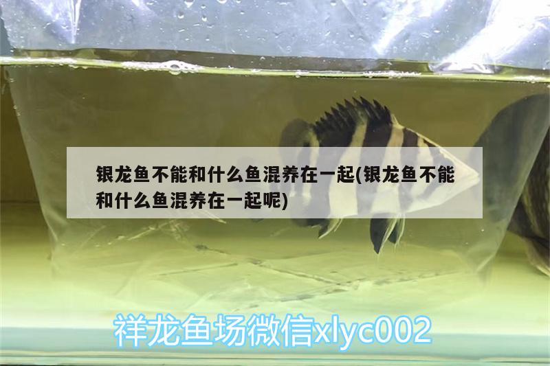 銀龍魚(yú)不能和什么魚(yú)混養(yǎng)在一起(銀龍魚(yú)不能和什么魚(yú)混養(yǎng)在一起呢)