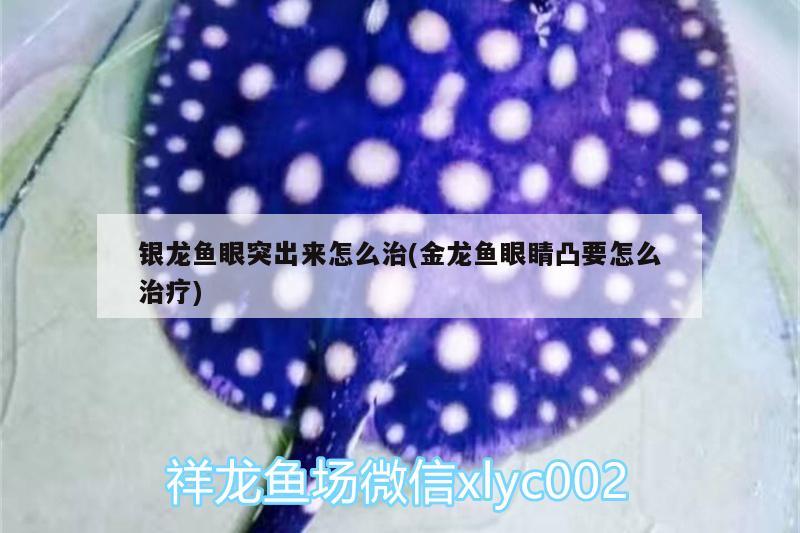 銀龍魚眼突出來(lái)怎么治(金龍魚眼睛凸要怎么治療)