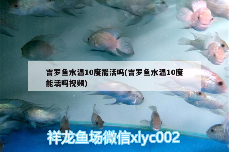 吉羅魚水溫10度能活嗎(吉羅魚水溫10度能活嗎視頻) 充氧泵