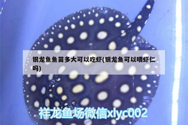 銀龍魚魚苗多大可以吃蝦(銀龍魚可以喂蝦仁嗎) 銀龍魚百科