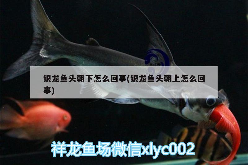 銀龍魚頭朝下怎么回事(銀龍魚頭朝上怎么回事) 銀龍魚