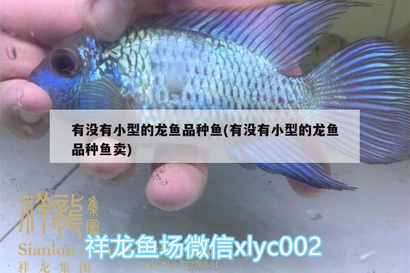 有沒有小型的龍魚品種魚(有沒有小型的龍魚品種魚賣) 魚缸百科