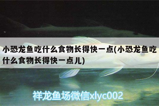 小恐龍魚(yú)吃什么食物長(zhǎng)得快一點(diǎn)(小恐龍魚(yú)吃什么食物長(zhǎng)得快一點(diǎn)兒) 三間鼠魚(yú)苗