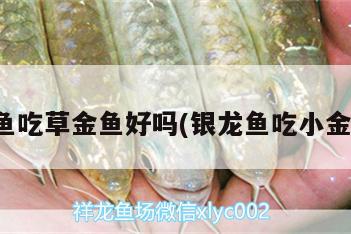 銀龍魚吃草金魚好嗎(銀龍魚吃小金魚嗎) 銀龍魚百科