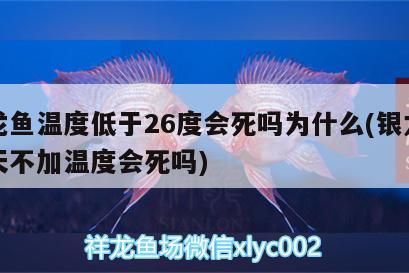 銀龍魚溫度低于26度會死嗎為什么(銀龍魚冬天不加溫度會死嗎)