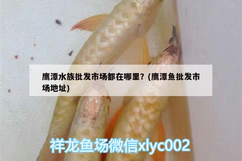 鷹潭水族批發(fā)市場(chǎng)都在哪里？(鷹潭魚批發(fā)市場(chǎng)地址) 觀賞魚水族批發(fā)市場(chǎng)