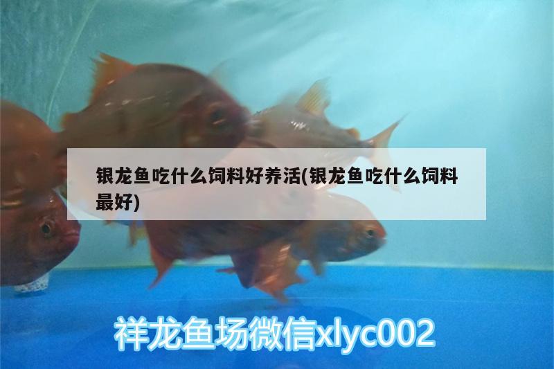 銀龍魚吃什么飼料好養(yǎng)活(銀龍魚吃什么飼料最好)