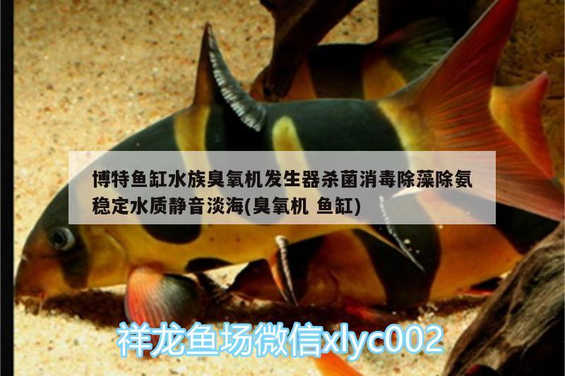 博特魚缸水族臭氧機(jī)發(fā)生器殺菌消毒除藻除氨穩(wěn)定水質(zhì)靜音淡海(臭氧機(jī)魚缸)