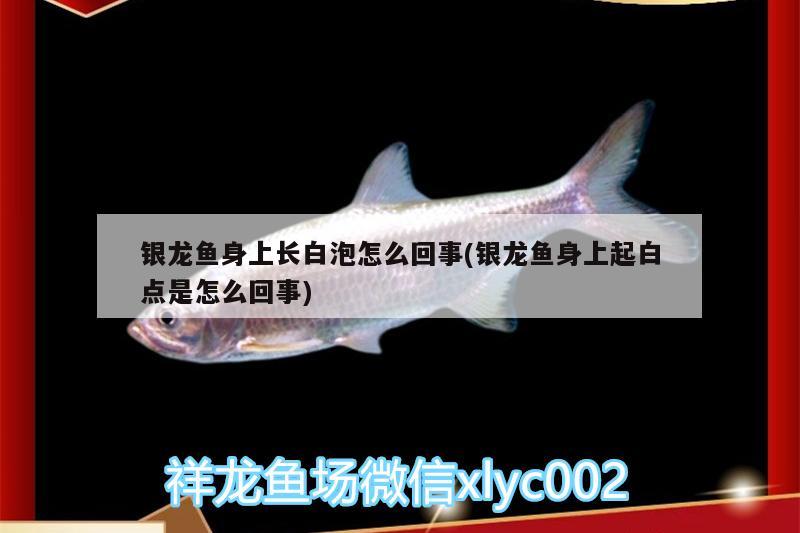 銀龍魚(yú)身上長(zhǎng)白泡怎么回事(銀龍魚(yú)身上起白點(diǎn)是怎么回事) 銀龍魚(yú)百科