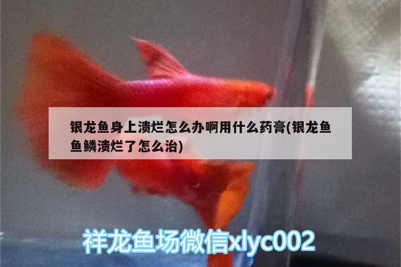 銀龍魚身上潰爛怎么辦啊用什么藥膏(銀龍魚魚鱗潰爛了怎么治) 銀龍魚