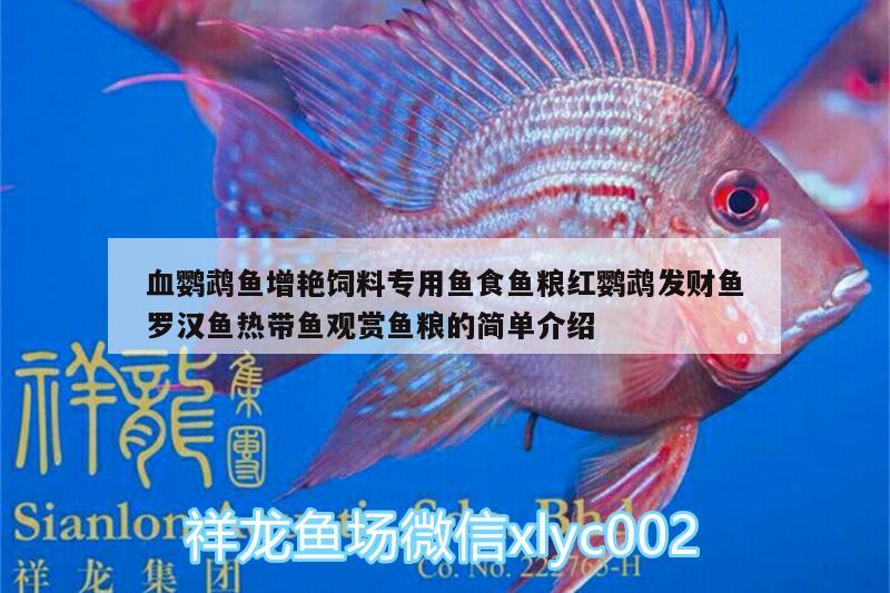 血鸚鵡魚增艷飼料專用魚食魚糧紅鸚鵡發(fā)財(cái)魚羅漢魚熱帶魚觀賞魚糧的簡單介紹 鸚鵡魚