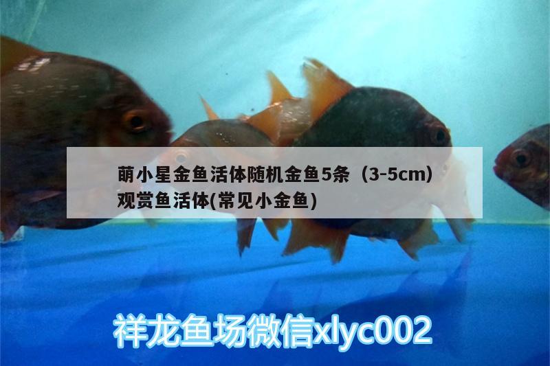 萌小星金魚活體隨機金魚5條（3-5cm）觀賞魚活體(常見小金魚)