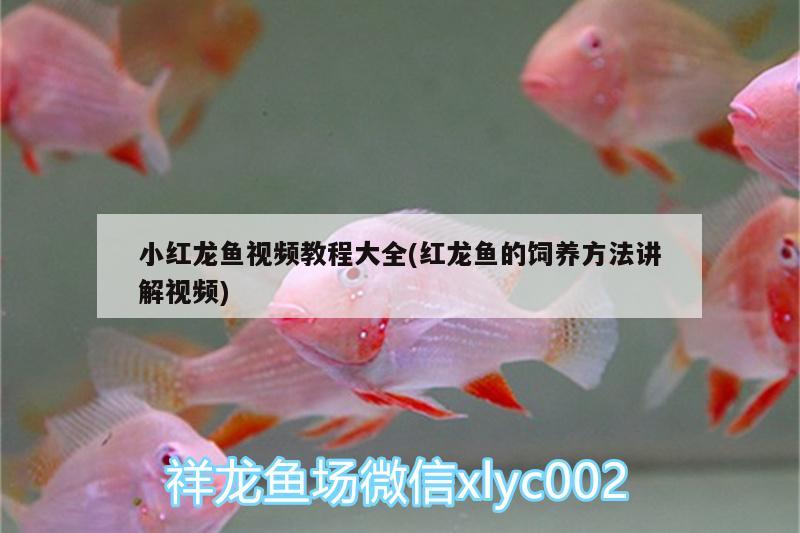 小紅龍魚視頻教程大全(紅龍魚的飼養(yǎng)方法講解視頻) 白條過背金龍魚