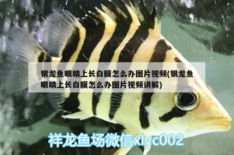 銀龍魚眼睛上長白膜怎么辦圖片視頻(銀龍魚眼睛上長白膜怎么辦圖片視頻講解) 銀龍魚百科