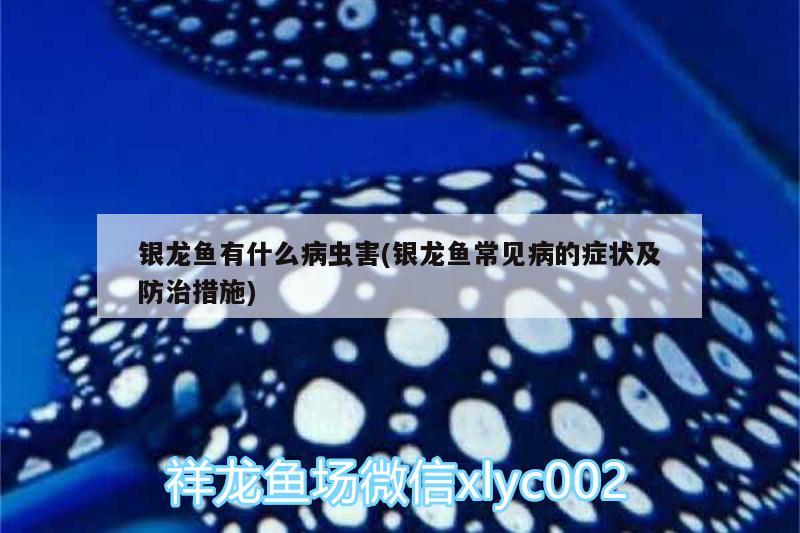 銀龍魚有什么病蟲害(銀龍魚常見病的癥狀及防治措施) 銀龍魚