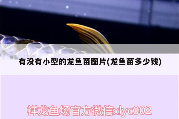 有沒(méi)有小型的龍魚(yú)苗圖片(龍魚(yú)苗多少錢(qián)) 綠皮皇冠豹魚(yú)