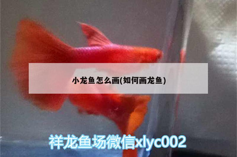 小龍魚怎么畫(如何畫龍魚)