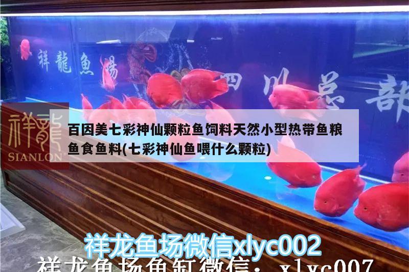 百因美七彩神仙顆粒魚飼料天然小型熱帶魚糧魚食魚料(七彩神仙魚喂什么顆粒) 七彩神仙魚