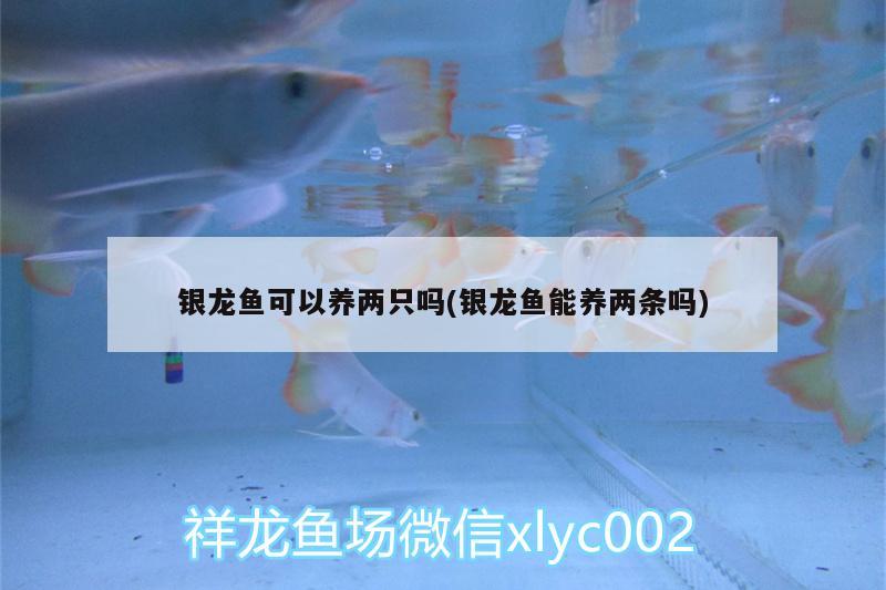 銀龍魚可以養(yǎng)兩只嗎(銀龍魚能養(yǎng)兩條嗎) 銀龍魚 第2張