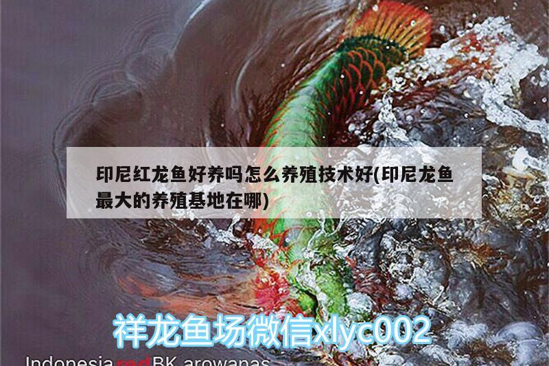 印尼紅龍魚好養(yǎng)嗎怎么養(yǎng)殖技術好(印尼龍魚最大的養(yǎng)殖基地在哪)