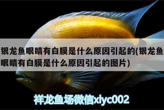 銀龍魚眼睛有白膜是什么原因引起的(銀龍魚眼睛有白膜是什么原因引起的圖片) 銀龍魚