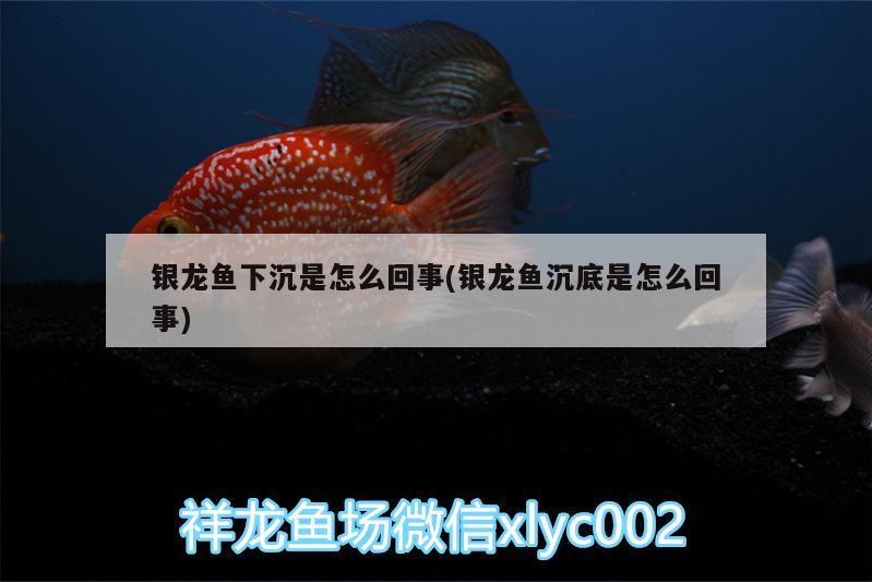 銀龍魚下沉是怎么回事(銀龍魚沉底是怎么回事)