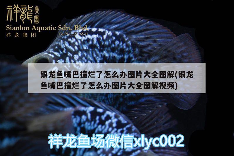 銀龍魚嘴巴撞爛了怎么辦圖片大全圖解(銀龍魚嘴巴撞爛了怎么辦圖片大全圖解視頻)