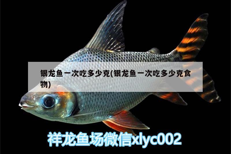 銀龍魚一次吃多少克(銀龍魚一次吃多少克食物)