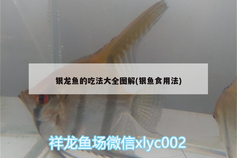 銀龍魚的吃法大全圖解(銀魚食用法) 銀龍魚