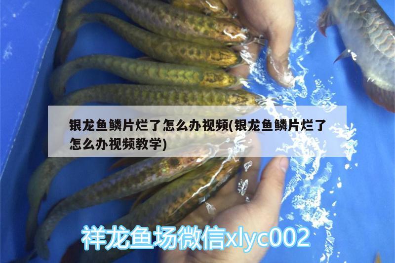 銀龍魚(yú)鱗片爛了怎么辦視頻(銀龍魚(yú)鱗片爛了怎么辦視頻教學(xué))