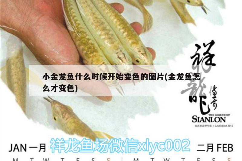 小金龍魚什么時候開始變色的圖片(金龍魚怎么才變色)