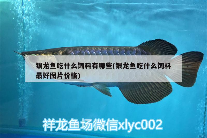 銀龍魚吃什么飼料有哪些(銀龍魚吃什么飼料最好圖片價(jià)格)