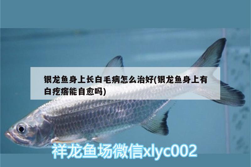 銀龍魚身上長白毛病怎么治好(銀龍魚身上有白疙瘩能自愈嗎)