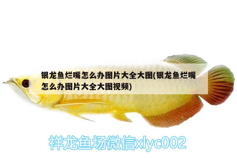 銀龍魚爛嘴怎么辦圖片大全大圖(銀龍魚爛嘴怎么辦圖片大全大圖視頻)