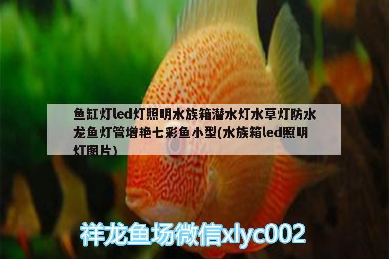 魚缸燈led燈照明水族箱潛水燈水草燈防水龍魚燈管增艷七彩魚小型(水族箱led照明燈圖片)