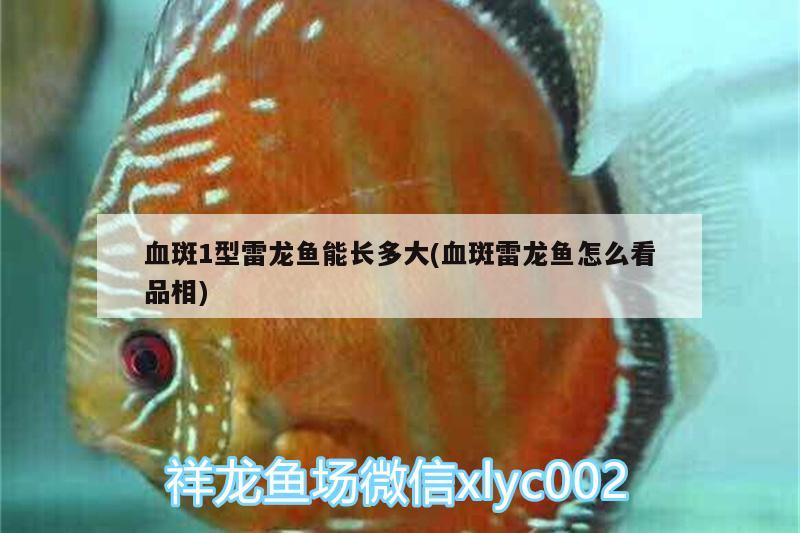 血斑1型雷龍魚(yú)能長(zhǎng)多大(血斑雷龍魚(yú)怎么看品相)