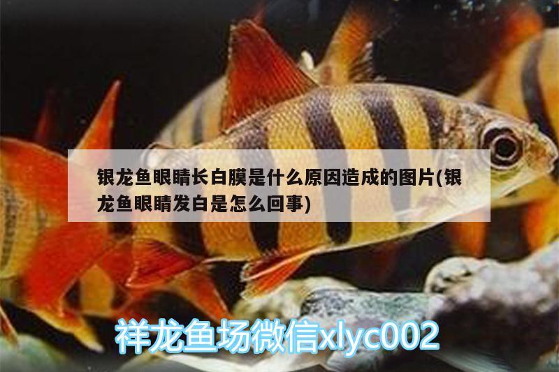 銀龍魚眼睛長白膜是什么原因造成的圖片(銀龍魚眼睛發(fā)白是怎么回事) 銀龍魚