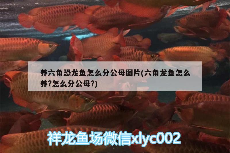 養(yǎng)六角恐龍魚怎么分公母圖片(六角龍魚怎么養(yǎng)?怎么分公母?)