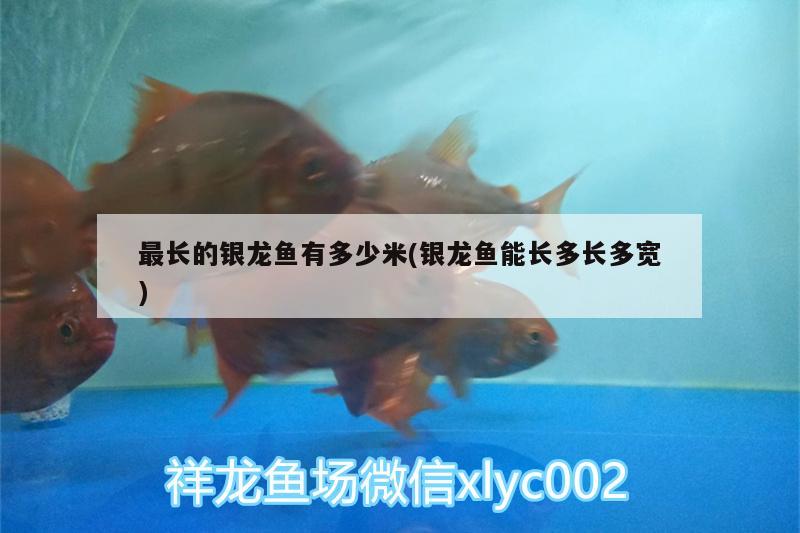 最長的銀龍魚有多少米(銀龍魚能長多長多寬)