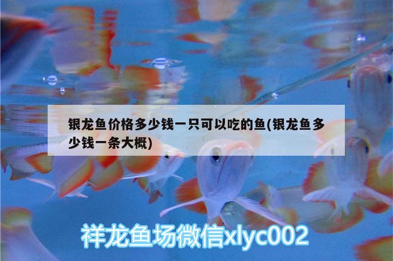 銀龍魚價格多少錢一只可以吃的魚(銀龍魚多少錢一條大概)