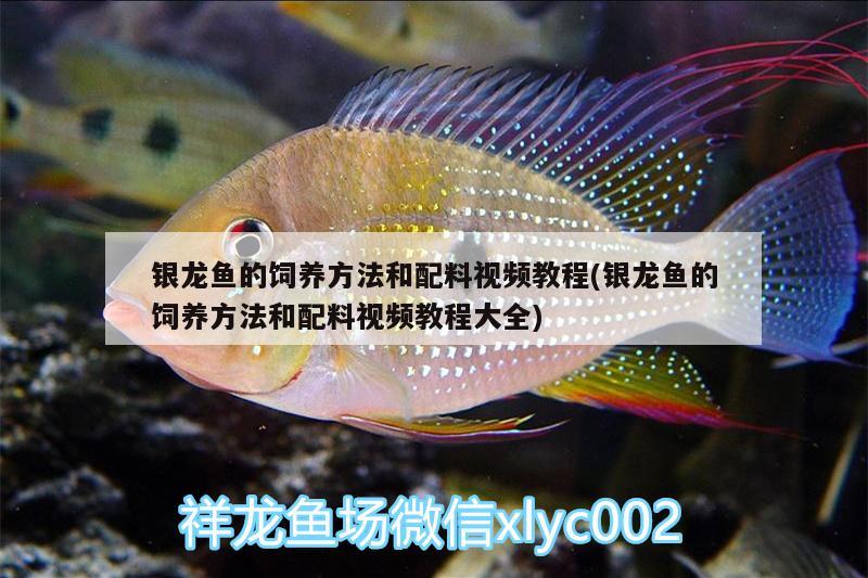 銀龍魚的飼養(yǎng)方法和配料視頻教程(銀龍魚的飼養(yǎng)方法和配料視頻教程大全) 銀龍魚百科