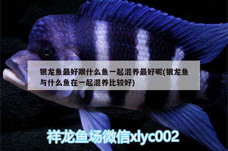 銀龍魚最好跟什么魚一起混養(yǎng)最好呢(銀龍魚與什么魚在一起混養(yǎng)比較好)