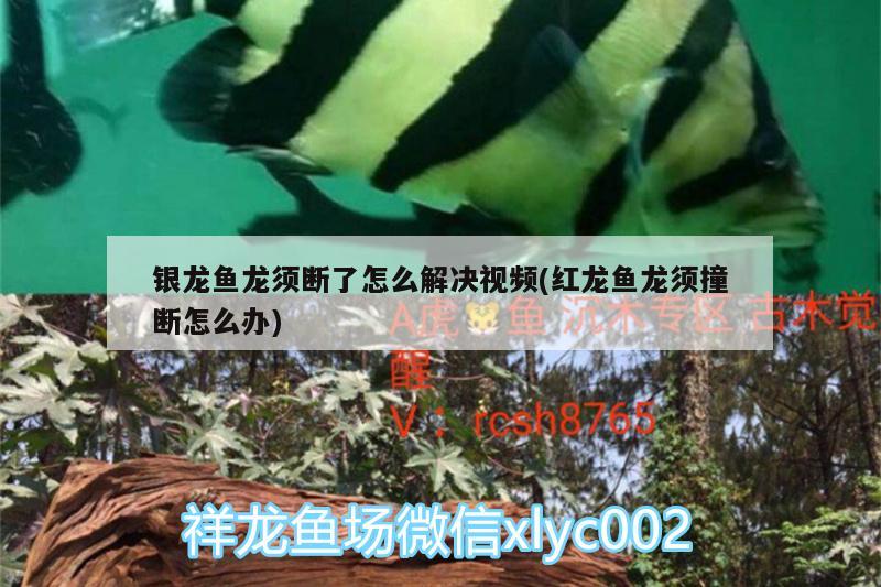 銀龍魚龍須斷了怎么解決視頻(紅龍魚龍須撞斷怎么辦)