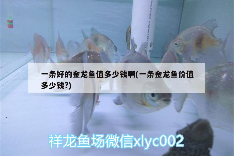 一條好的金龍魚值多少錢啊(一條金龍魚價(jià)值多少錢?) 除藻劑