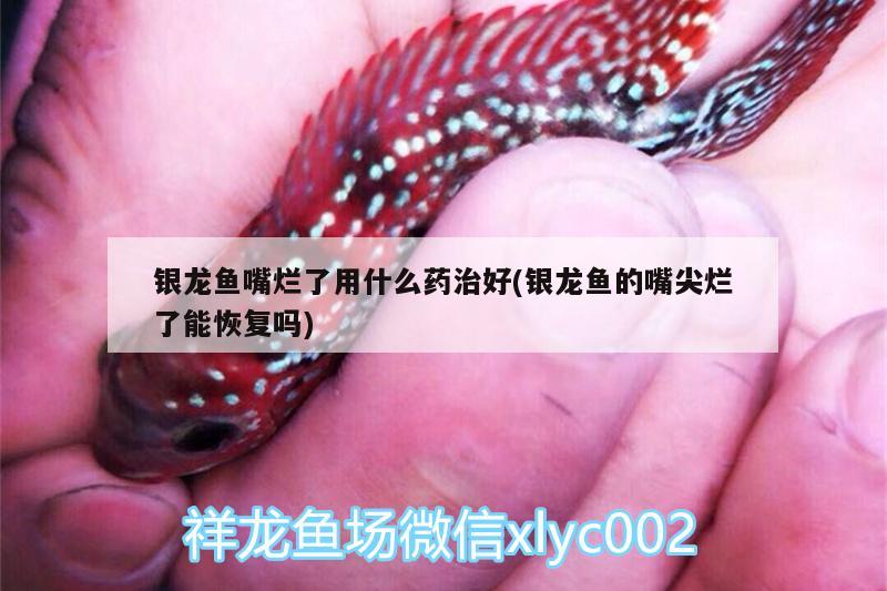 銀龍魚嘴爛了用什么藥治好(銀龍魚的嘴尖爛了能恢復(fù)嗎)