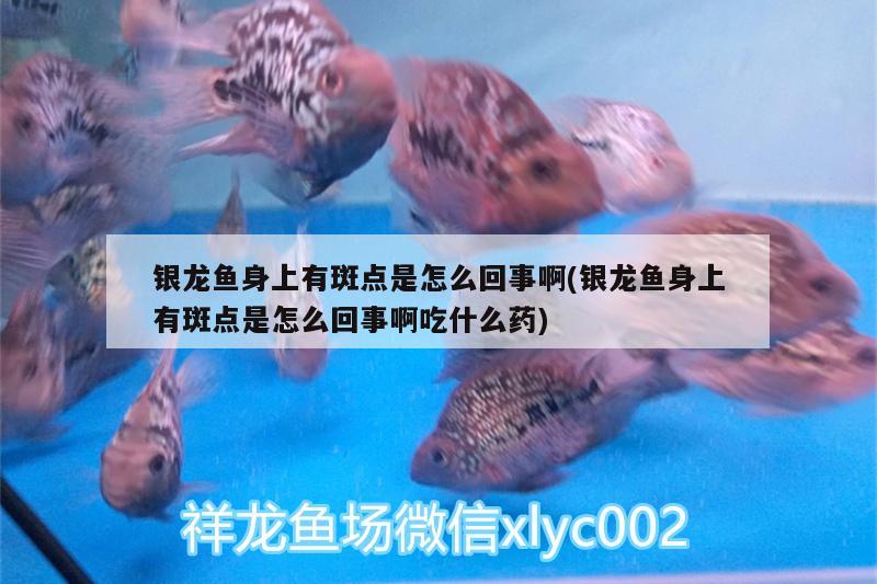 銀龍魚身上有斑點是怎么回事啊(銀龍魚身上有斑點是怎么回事啊吃什么藥) 銀龍魚百科