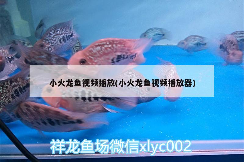 小火龍魚視頻播放(小火龍魚視頻播放器) 紅尾平克魚