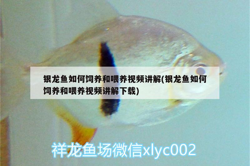 銀龍魚(yú)如何飼養(yǎng)和喂養(yǎng)視頻講解(銀龍魚(yú)如何飼養(yǎng)和喂養(yǎng)視頻講解下載)