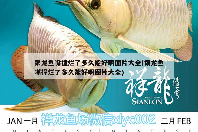 銀龍魚嘴撞爛了多久能好啊圖片大全(銀龍魚嘴撞爛了多久能好啊圖片大全)