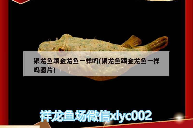 銀龍魚跟金龍魚一樣嗎(銀龍魚跟金龍魚一樣嗎圖片) 銀龍魚百科